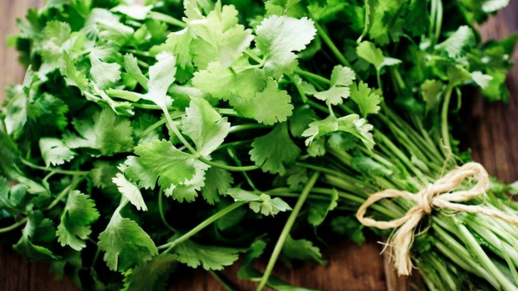 So Much Goodness Available: Discover the Amazing Benefits of Cilantro!